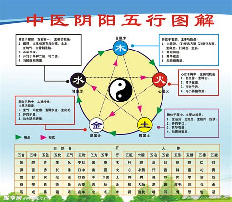 五行意思|五行（中医术语）